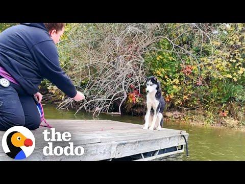 Terrified Husky Gets Rescued From Dock In The Freezing Cold #Video