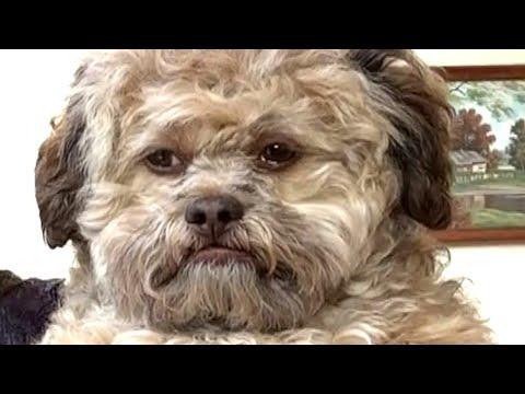 Dog has uncanny human face #Video