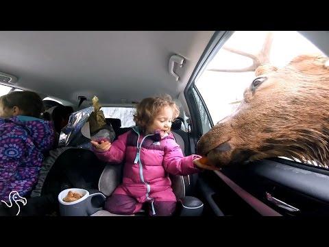 Kids Falling In Love With Animals