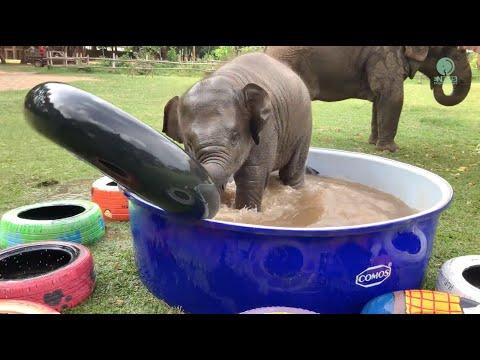 Top Ten Baby Elephants At Play - Elephantnews #Video