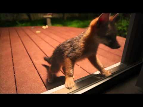 Super Cute Baby Foxes Playing In The Backyard!