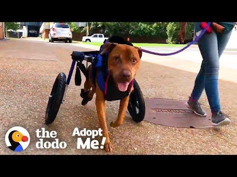 Dog Rescued From Under an Abandoned House Looking For a Family | The Dodo Adopt Me!