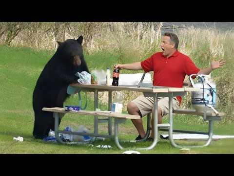 Animals Catch Humans by Surprise in the Most HILARIOUS Ways! #Video