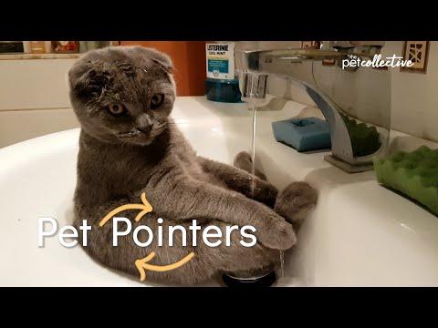 Why Does My Cat Drink from the Faucet? | Pet Pointers Video