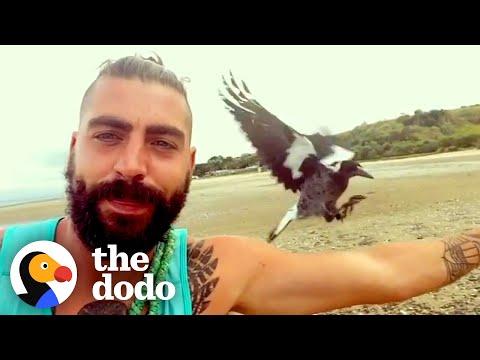 Baby Magpie Has The Sweetest Friendship With The Guy Who Rescued Him #Video