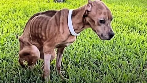 Transformed: Skinny Foster Pitbull Finds Love and Healing with Her Brother #Video