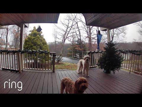 Watch These Pups’ Reaction When Their Owner Talks to Them on Ring Video Doorbell  #Video