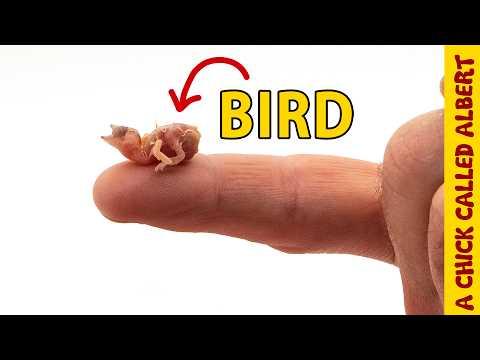 The Smallest Bird You've Ever Seen - Mystery eggs from abandoned nest #Video