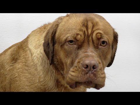 Mastiff dog pouts during his groom | The LARGEST head in the canine kingdom #Video