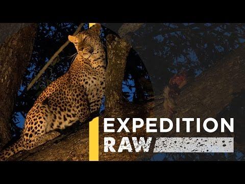 This Deadly-Looking Leopard Is Actually Fun To Photograph