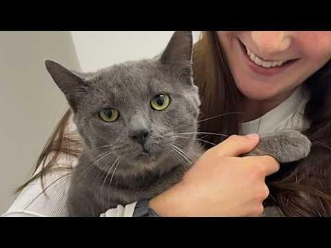 Dog person thought cats were boring. Then she adopted one #Video