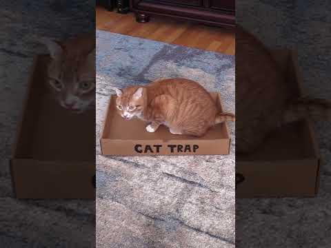 How to Trap a Cat #shorts #Video
