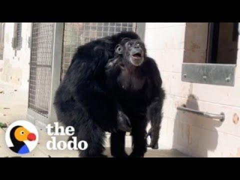 Chimp Sees The Sky For First Time In 28 Years #Vide