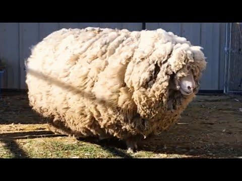 This sheep had no friends for 6 years. See her reaction when she gets one. #Video