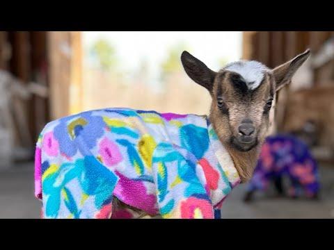 Quadruplet goat siblings in pajamas! #Video