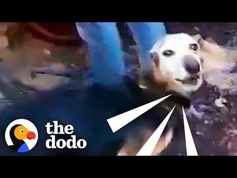 Senior Dog Is Freed From Chains After Years #Video