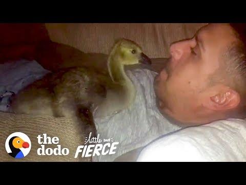 Baby Goose Won't Leave The Side Of The Guy Who Rescued Him