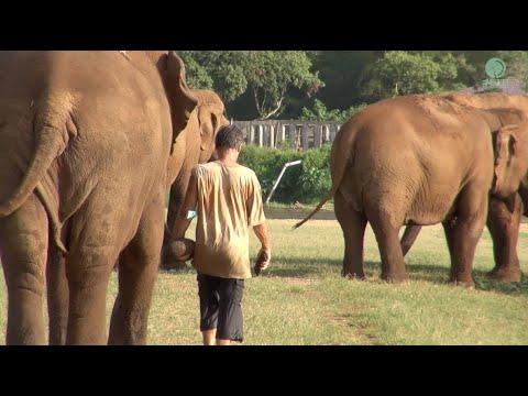 Elephant Invited Favourite People To Join Their Herd Every Evening - ElephantNews #Video
