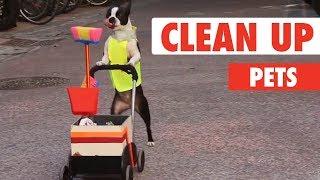 Clean Up Pets