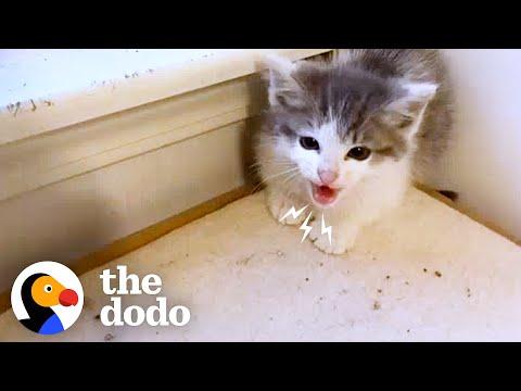 Tiny Feral Kittens Learn To Accept Love #Video