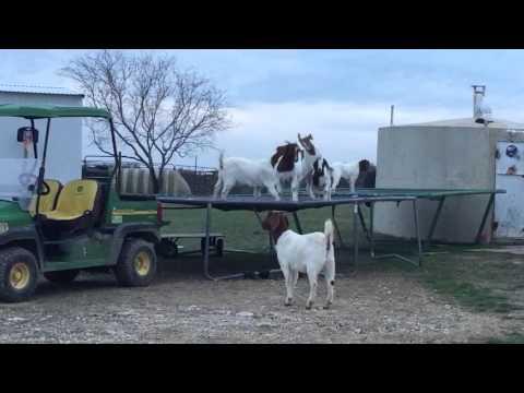 6 Goats Jumping On A Trampoline