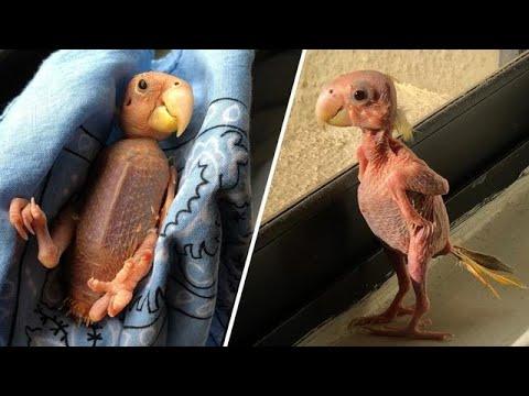 Featherless Blondie may be the world's strangest parrot. And the most beautiful. #Video