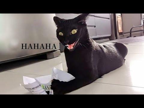 FUNNY and CRAZY CATS just never fail to AMUSE US! #Video