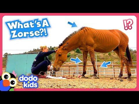 Zorse Is Part Horse And Part Zebra…And All Scared! #Video