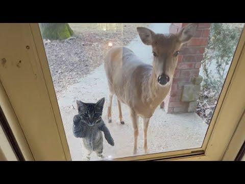 When your cat brings home a friend #Video