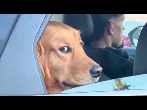 Just a Normal Day… Until This SILLY DOG... #Video