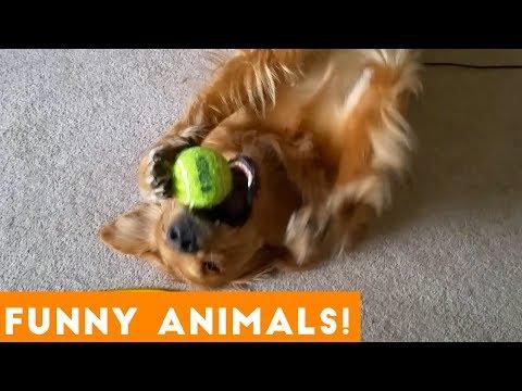 Funniest Pets & Animals of the Week Compilation January 2019 | Funny Pet Videos
