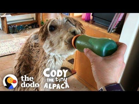 See How Cody Lives Like A Princess | Cody The Tiny Alpaca (Episode 1)