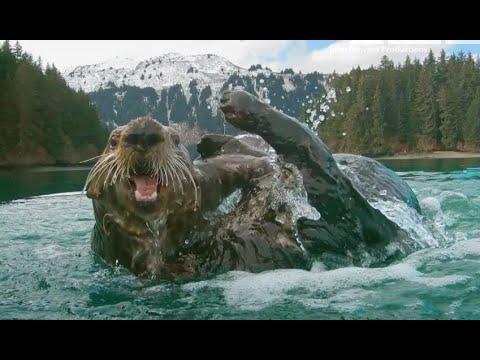 Robot Spy Otter Films Sea Otter Trying To Kidnap Pup #Video
