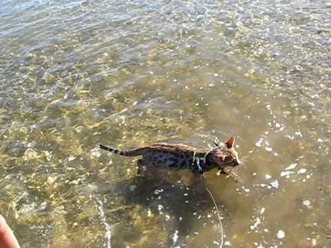 Diego Goes For His First Swim At The Beach