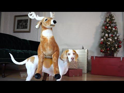Dog Loves Reindeer Gift On Christmas: Cute Dog Maymo