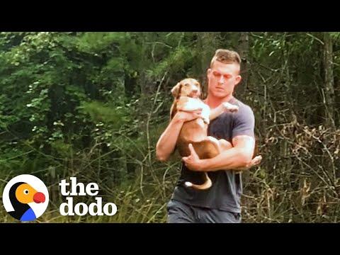 Abandoned Puppy Jumps Into Rescuers Arms #Video