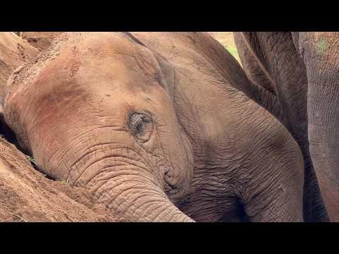 Baby Elephant Chaba’s Peaceful Nap - ElephantNews