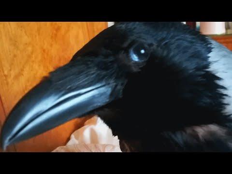 This woman adopted a special needs crow. She says he's like a dog. #Video