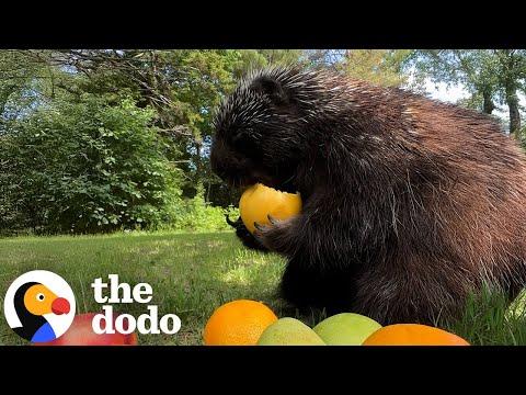 Apple-Obsessed Porcupine Keeps Showing Up For Free Snacks #Video
