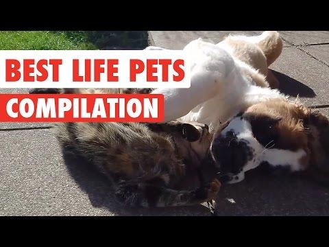 Best Life Pets Video Compilation 2017