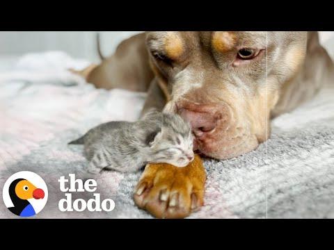 Pittie Becomes Cat's Gentle Nanny #Video