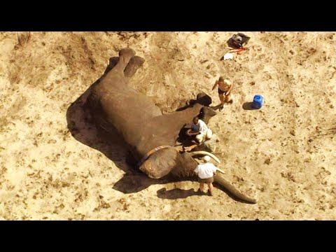 Bull Elephant Reveals an Ancient Migration Path | The Long Walk Home | BBC Earth