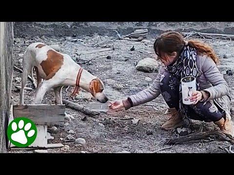 Missing Dog Saved from Concrete Prison #Video