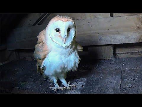 Barn Owl Gets Ready for Release | Rescued & Returned to the Wild | Robert E Fuller #Video
