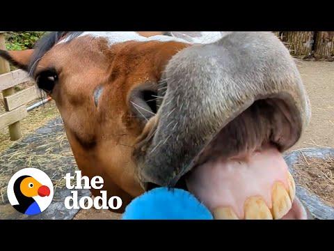 Watch How This Woman Turns Her Aggressive Rescue Horse Into A Cuddlebug #Video