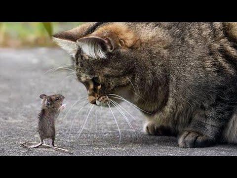 This Cat and Rat Prove We Can All Be Friends #Video