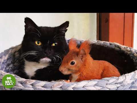This Rescued Squirrel Thinks This Cat Is His Mom... And What He Does Is Incredible #Video