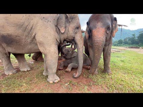 Rescued Elephant Mho Loh Allows Her Baby Elephant“LekLek” To Play With The Other Herd - ElephantNews
