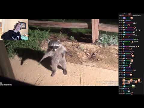 Raccoon Caught In The Act Video. Your Daily Dose Of Internet.