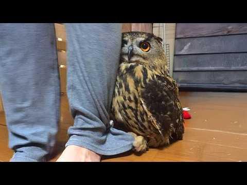 Cute Owls Being Hilarious For The First Time… Best of 2026! #Video